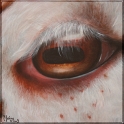 Augenblick eines Schafs; Acryl auf Leinwand;
30 x 30 cm